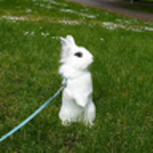 Meet your Posher, Elasha